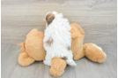 Maltipoo Puppy for Adoption