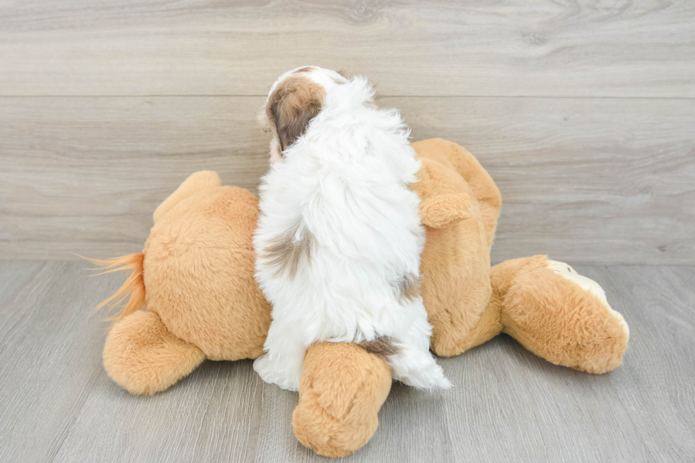Maltipoo Puppy for Adoption