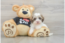 Best Maltipoo Baby