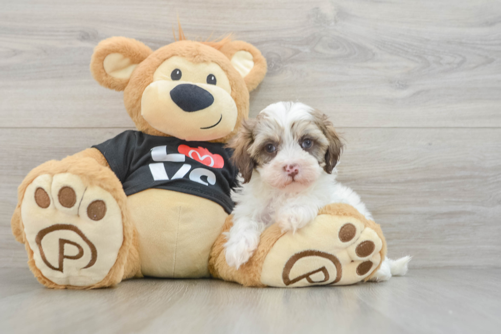 Best Maltipoo Baby