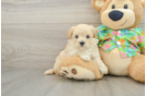 Fluffy Maltipoo Poodle Mix Pup