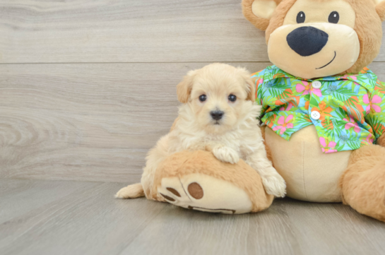 Fluffy Maltipoo Poodle Mix Pup