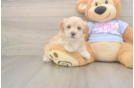 Fluffy Maltipoo Poodle Mix Pup