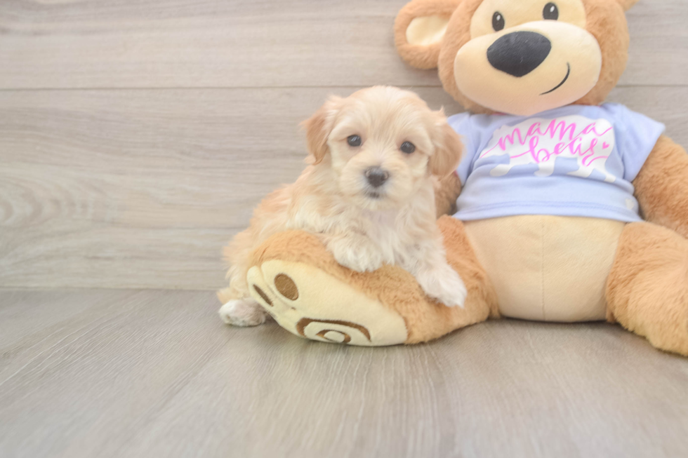 Fluffy Maltipoo Poodle Mix Pup