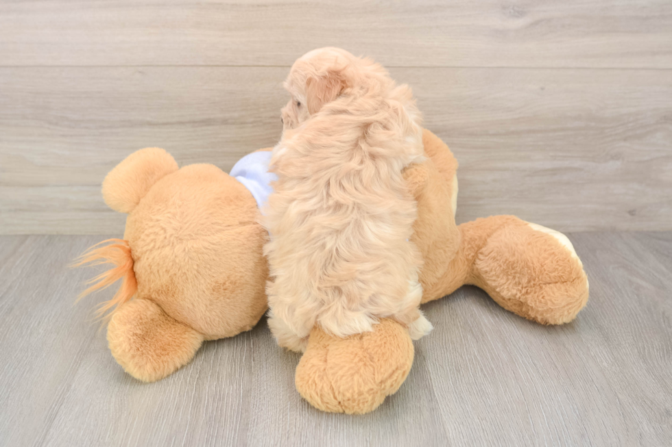 Fluffy Maltipoo Poodle Mix Pup