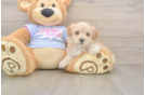Energetic Multipoo Poodle Mix Puppy