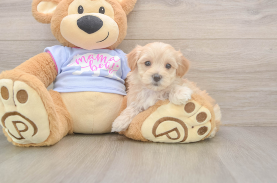 Energetic Multipoo Poodle Mix Puppy