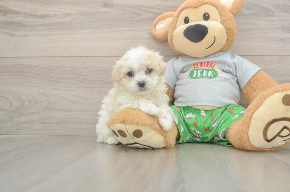 5 week old Maltipoo Puppy For Sale - Premier Pups