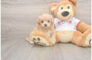 Best Maltipoo Baby