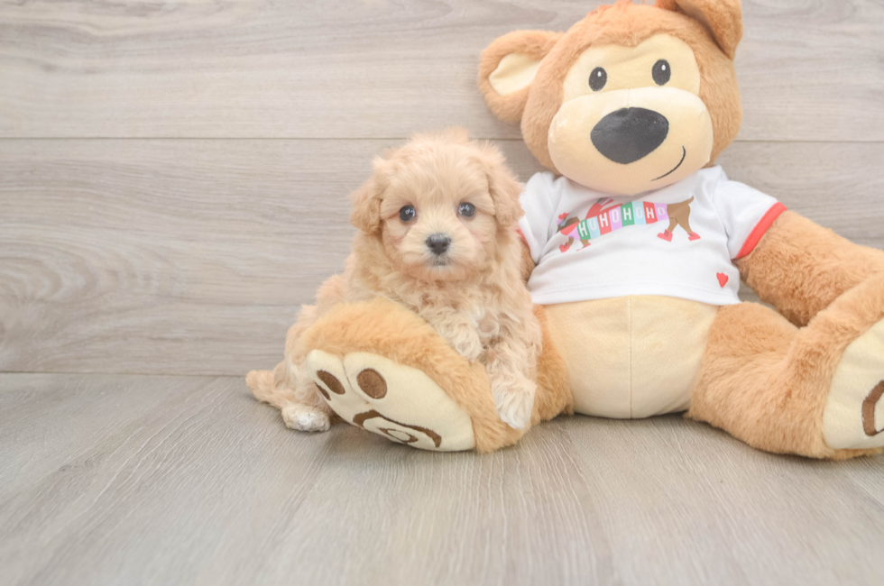 5 week old Maltipoo Puppy For Sale - Premier Pups