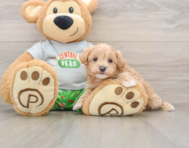 8 week old Maltipoo Puppy For Sale - Premier Pups