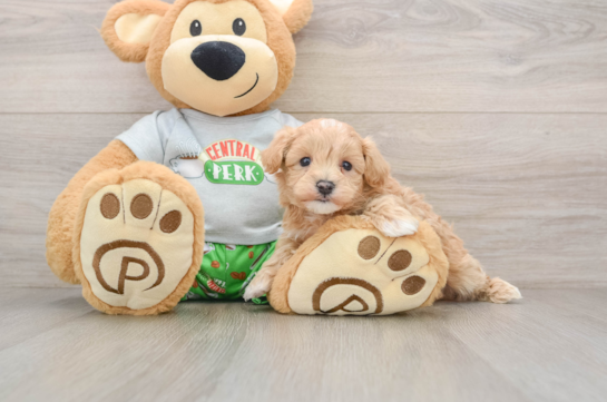 Maltipoo Puppy for Adoption