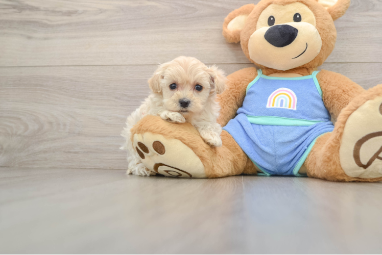 Maltipoo Puppy for Adoption