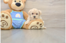 Petite Maltipoo Poodle Mix Pup