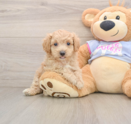 7 week old Maltipoo Puppy For Sale - Premier Pups