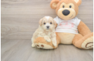 Petite Maltipoo Poodle Mix Pup