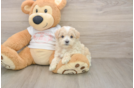 Maltipoo Puppy for Adoption