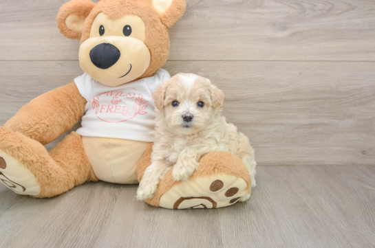 Maltipoo Puppy for Adoption