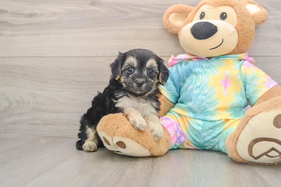 Maltipoo Puppy for Adoption