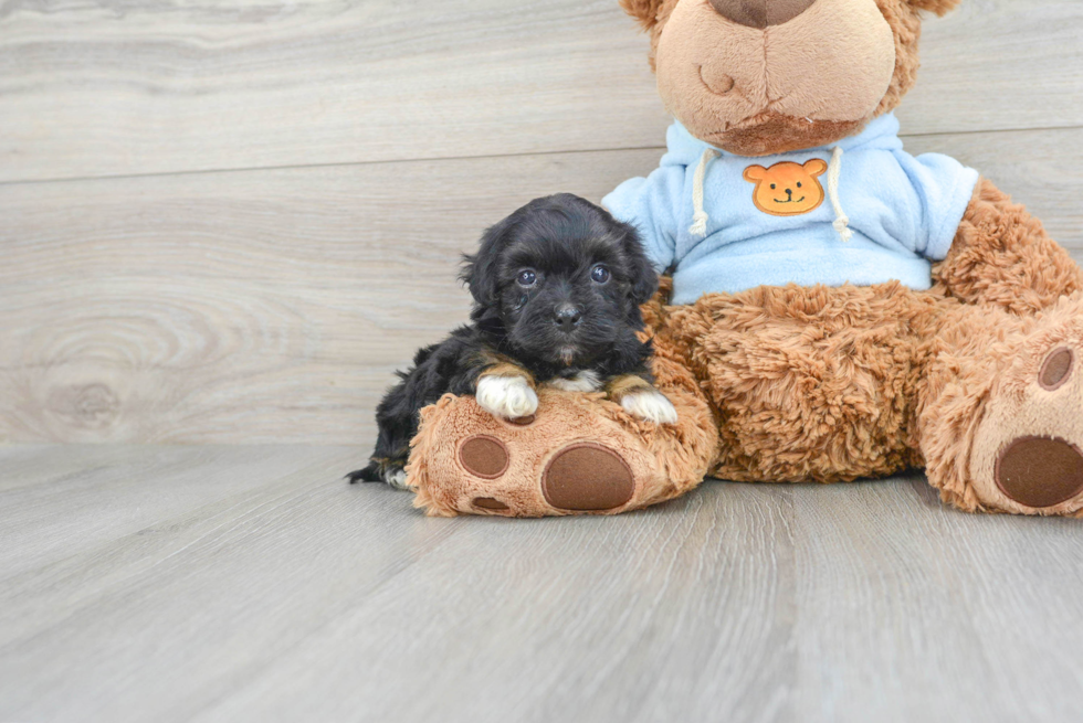 Popular Maltipoo Poodle Mix Pup