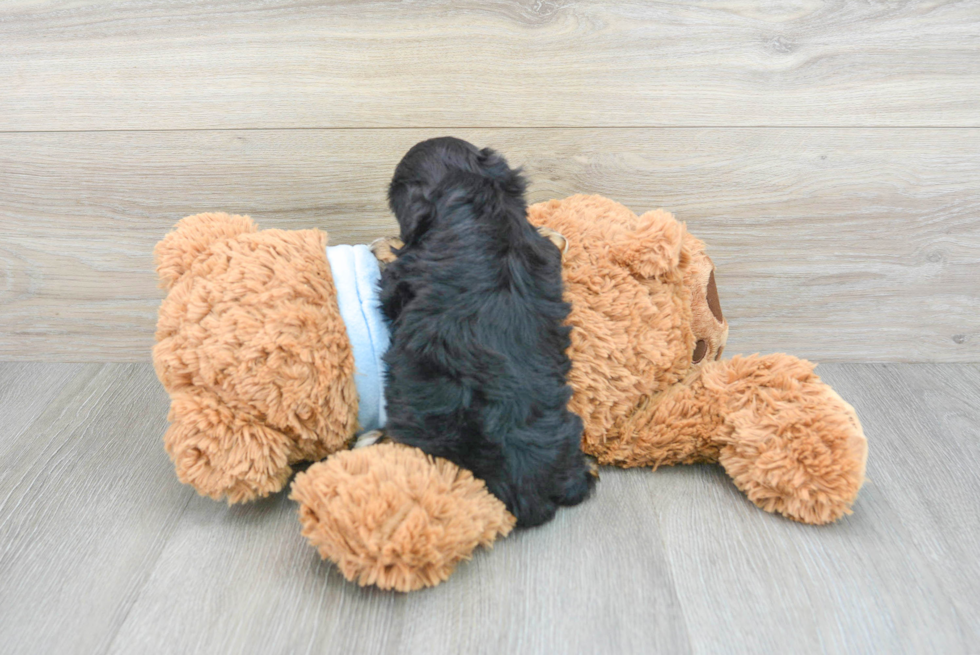 Popular Maltipoo Poodle Mix Pup