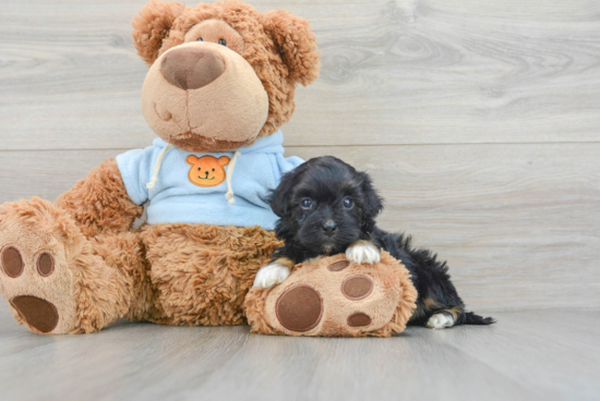 Happy Maltipoo Baby