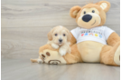 Popular Maltipoo Poodle Mix Pup