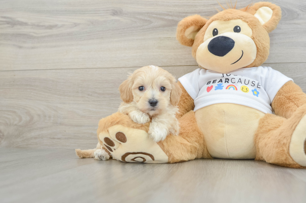 Popular Maltipoo Poodle Mix Pup