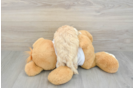 Best Maltipoo Baby