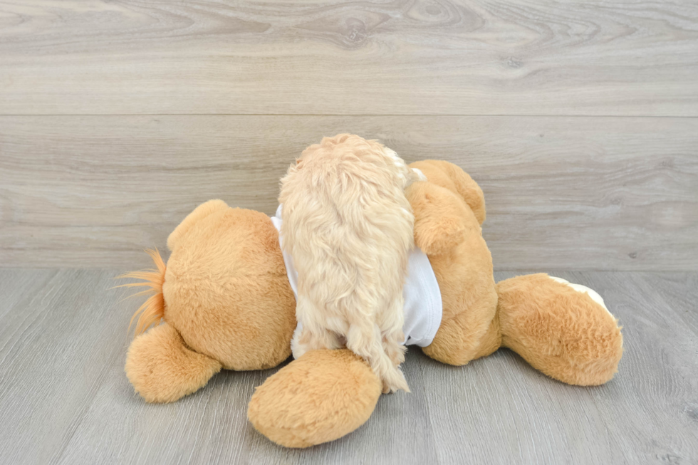 Best Maltipoo Baby