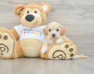 9 week old Maltipoo Puppy For Sale - Premier Pups