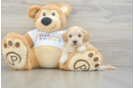 Sweet Maltipoo Baby
