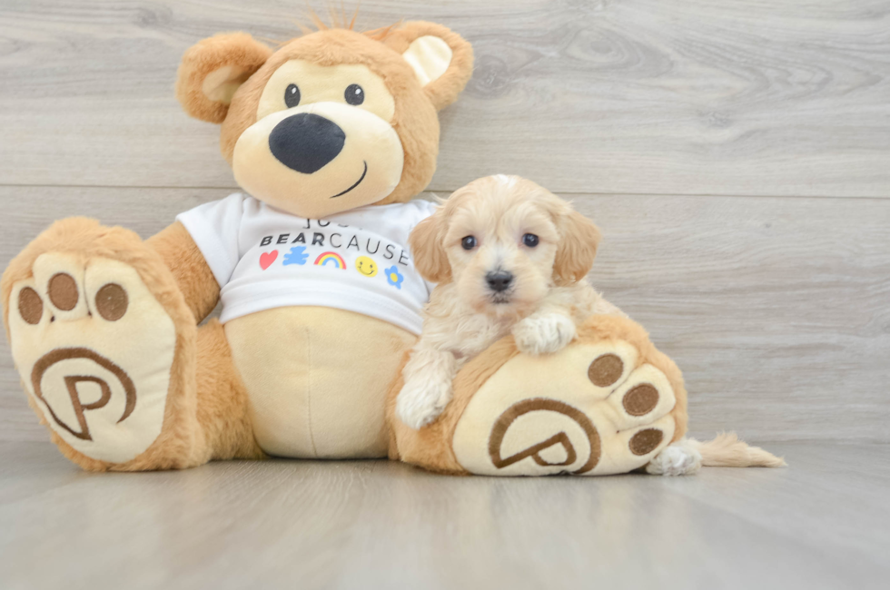 6 week old Maltipoo Puppy For Sale - Premier Pups