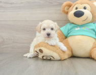 8 week old Maltipoo Puppy For Sale - Premier Pups