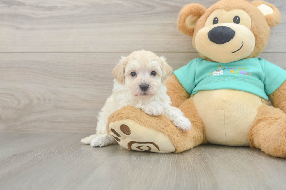6 week old Maltipoo Puppy For Sale - Premier Pups