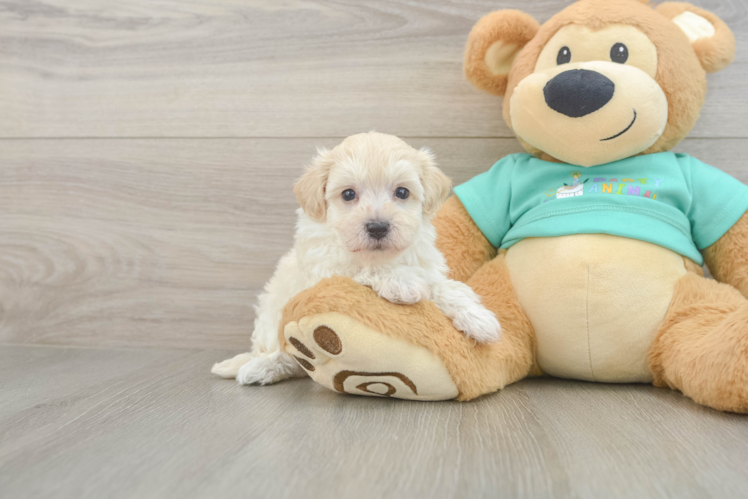 Meet Chaz - our Maltipoo Puppy Photo  1/3 - Premier Pups Maltipoo Puppy for Adoption