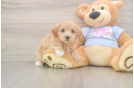 Playful Multipoo Poodle Mix Puppy