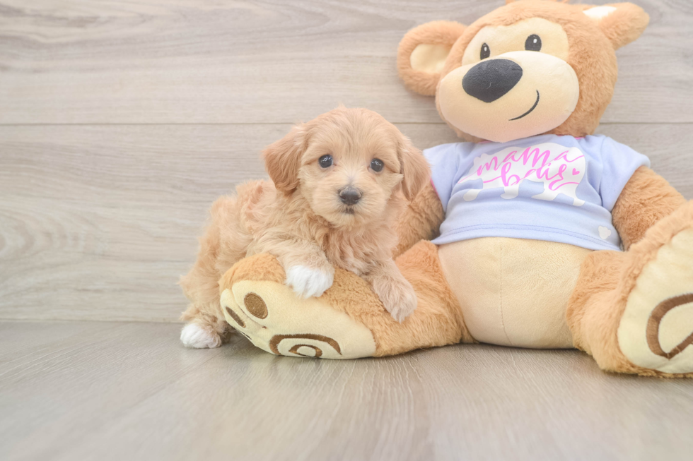 Playful Multipoo Poodle Mix Puppy