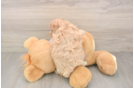 Maltipoo Pup Being Cute
