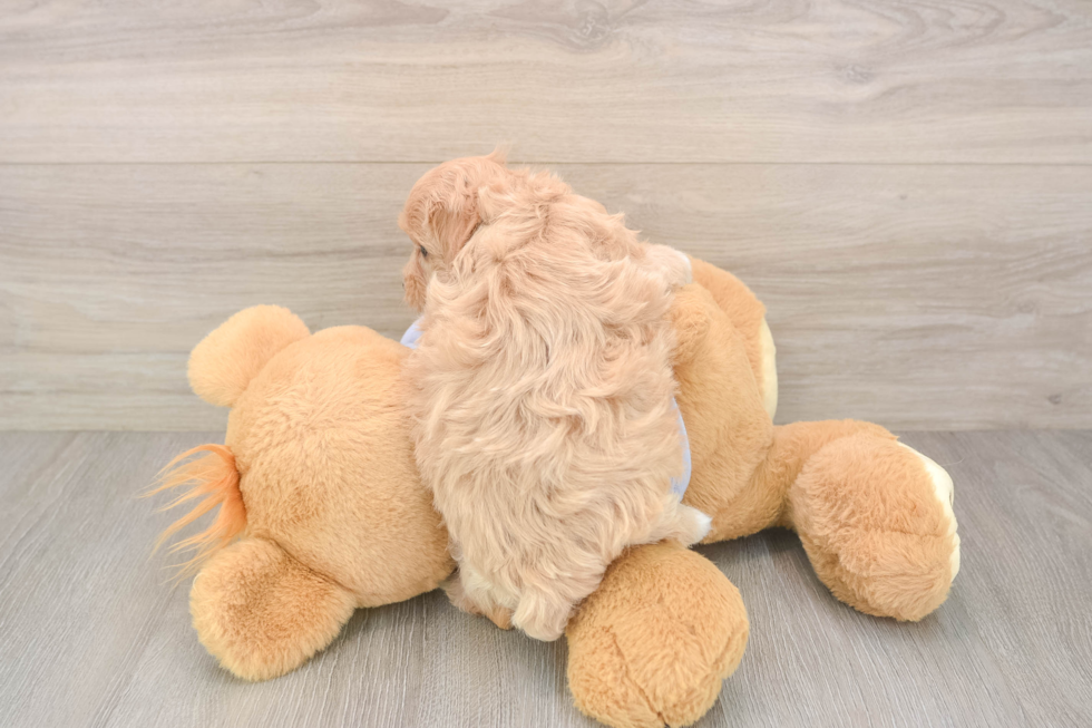 Maltipoo Pup Being Cute
