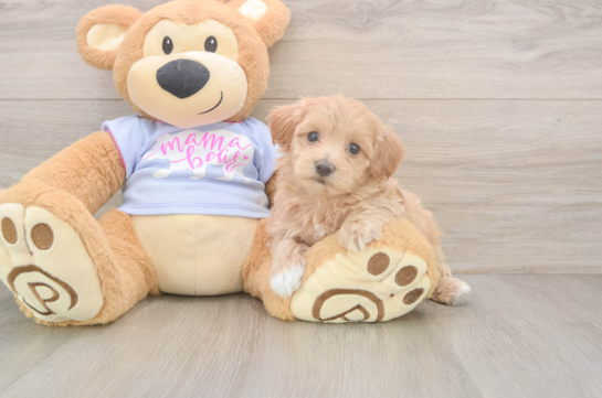 Little Maltese Poodle Poodle Mix Puppy