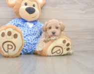 8 week old Maltipoo Puppy For Sale - Premier Pups