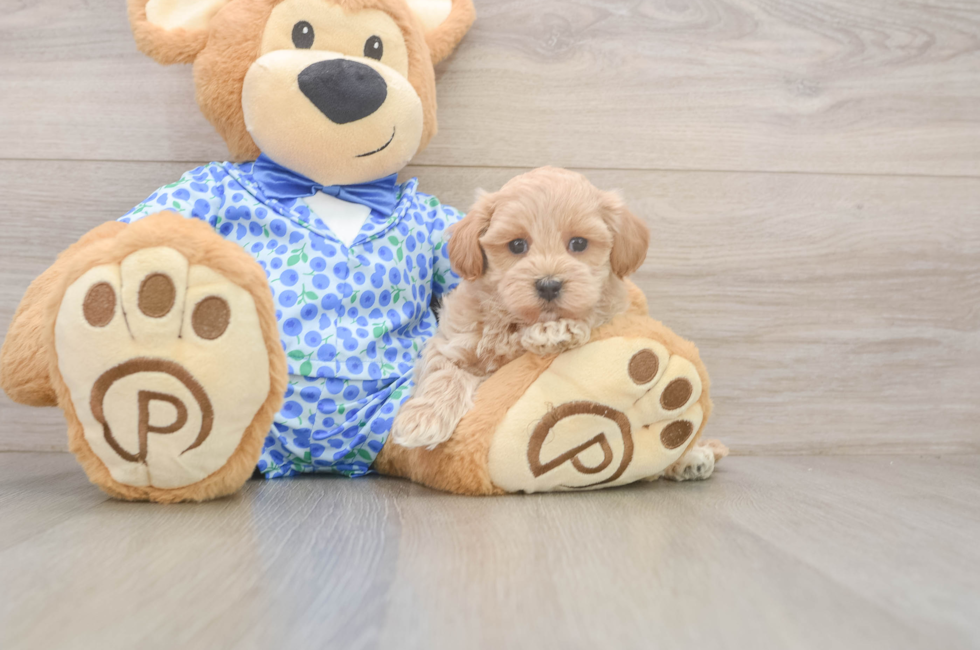 6 week old Maltipoo Puppy For Sale - Premier Pups
