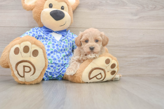 Best Maltipoo Baby