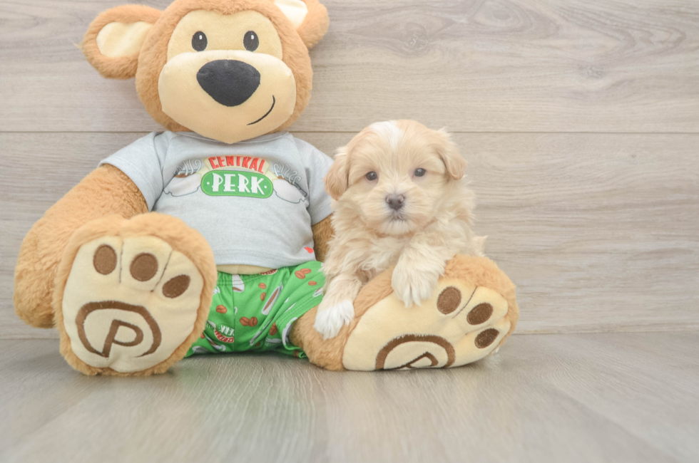 5 week old Maltipoo Puppy For Sale - Premier Pups