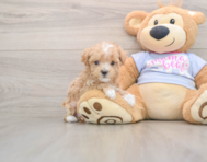 8 week old Maltipoo Puppy For Sale - Premier Pups