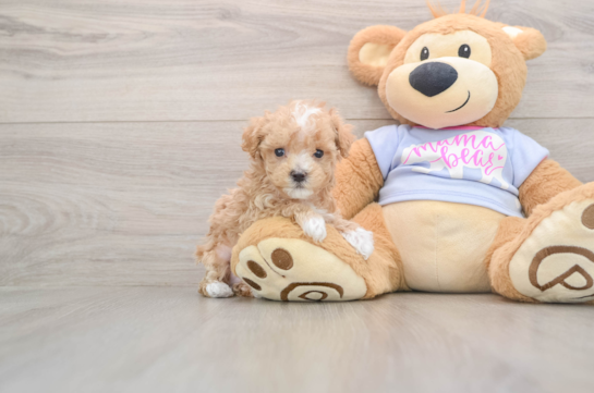 Little Moodle Poodle Mix Puppy