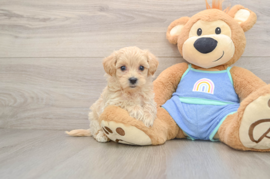 Maltipoo Puppy for Adoption