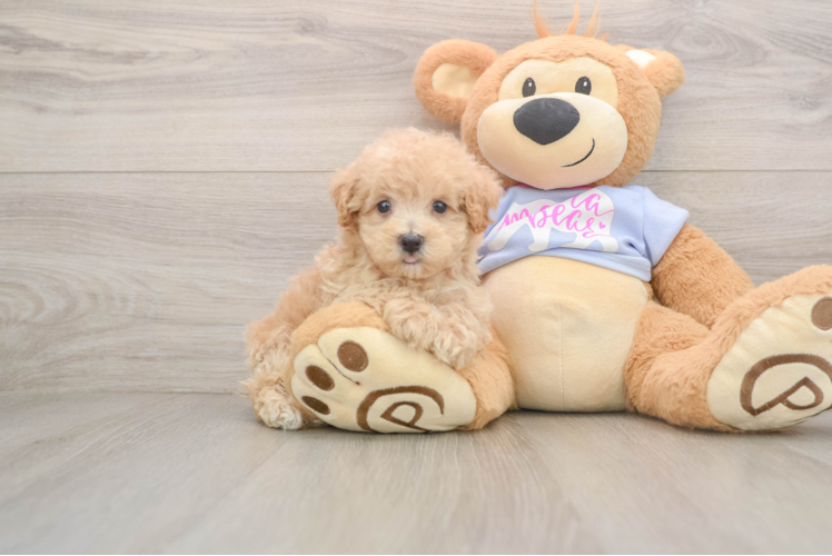 Friendly Maltipoo Baby