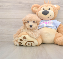 7 week old Maltipoo Puppy For Sale - Premier Pups